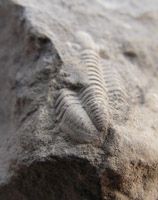 trilobite-Tournaisien-